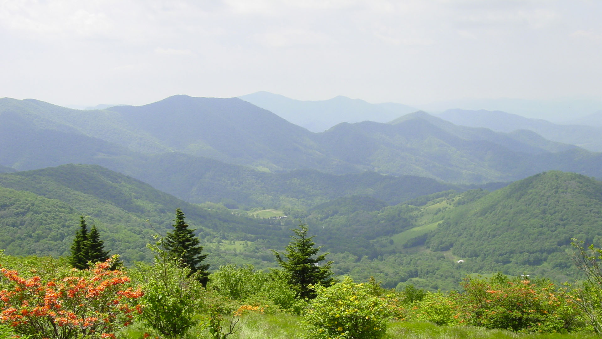 Agents Greeneville Real Estate and Auction Team